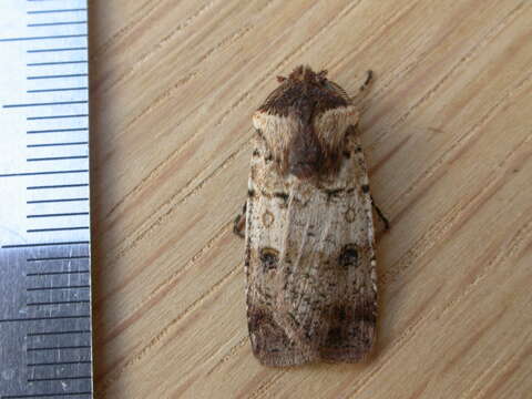 Image of Agrotis porphyricollis Guenée 1852