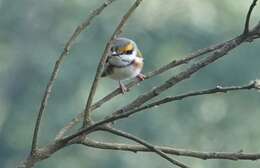 Image of Chestnut-sided Shrike-Vireo