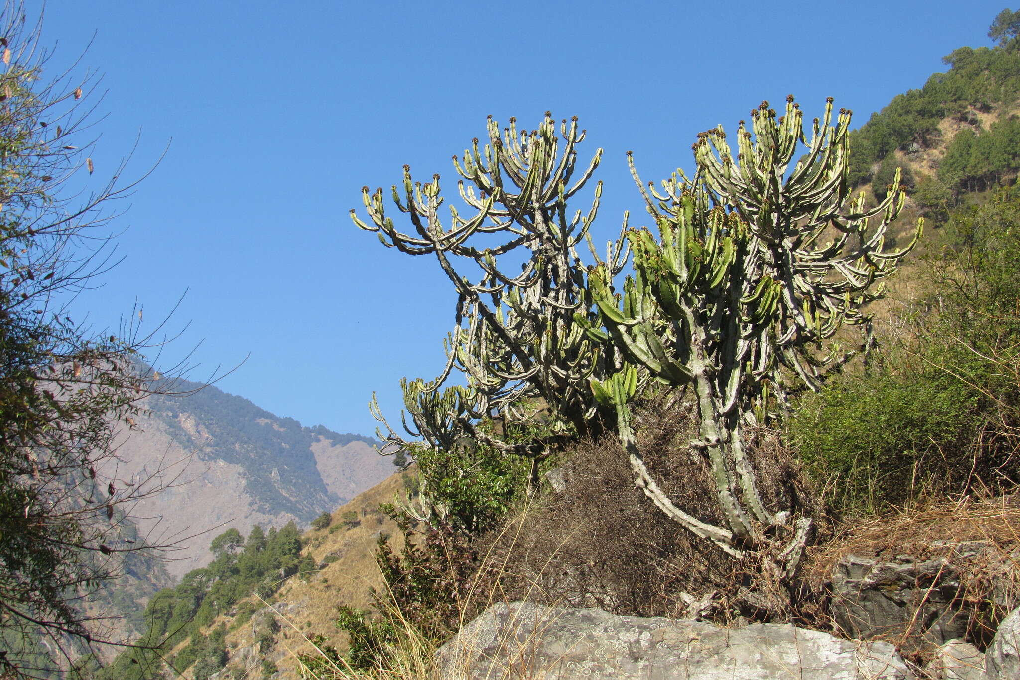 Image of Euphorbia royleana Boiss.