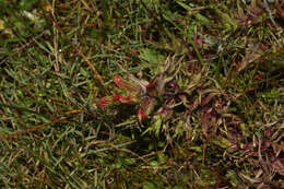 Image of Castilleja pumila (Benth.) Weddell