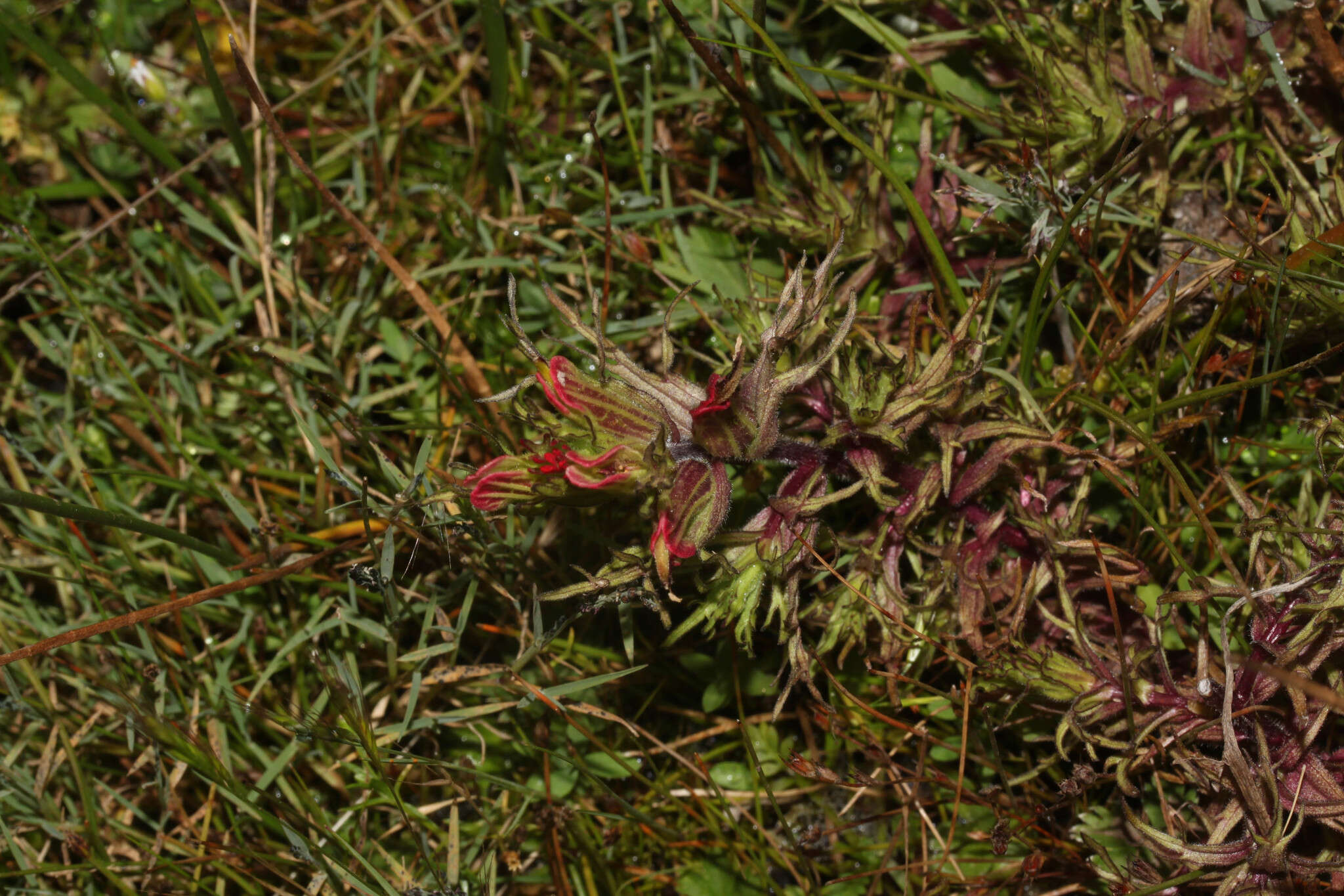 Image of Castilleja pumila (Benth.) Weddell