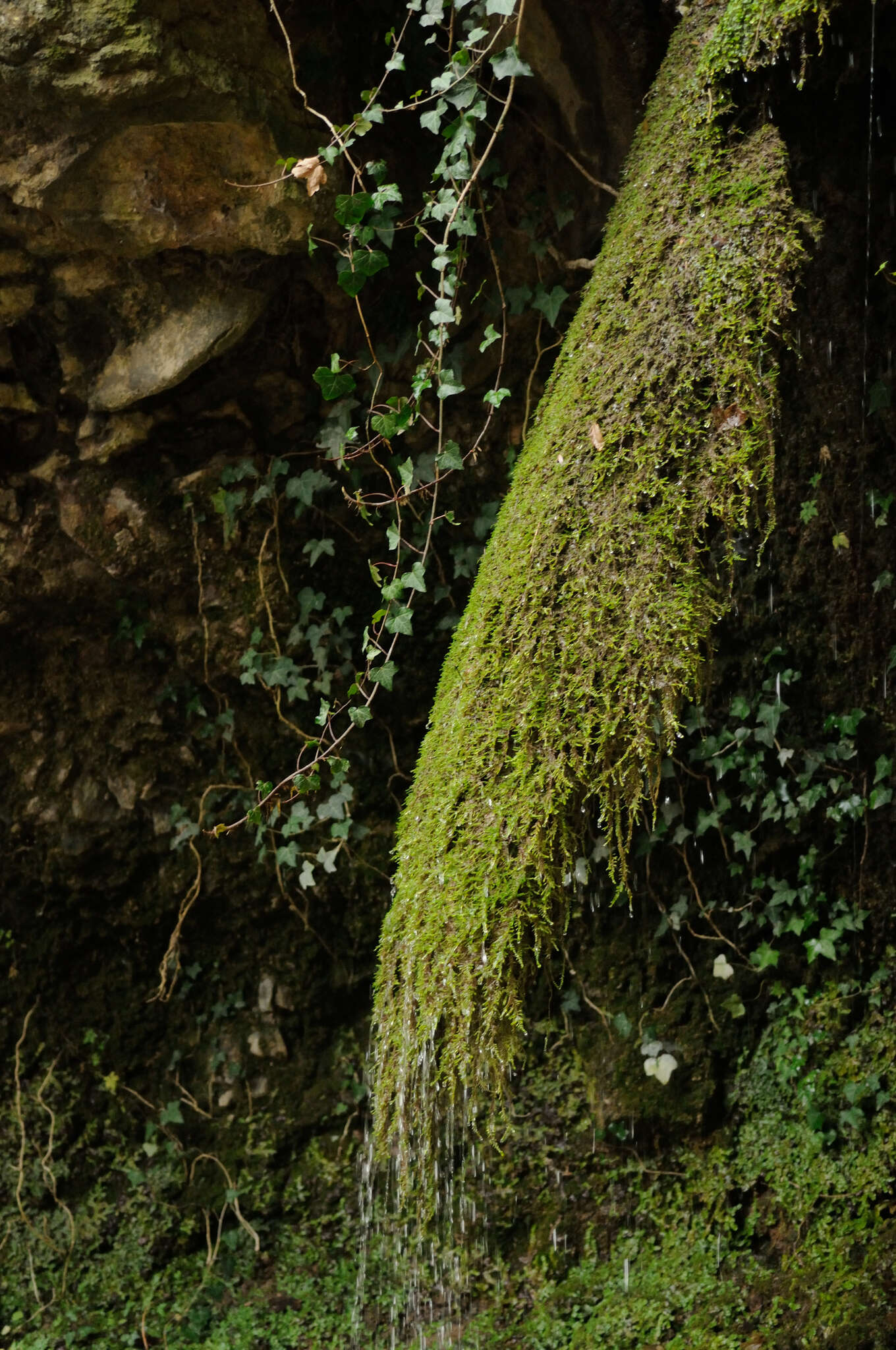 Image of palustriella moss