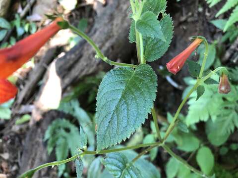 Imagem de Achimenes pedunculata Benth.