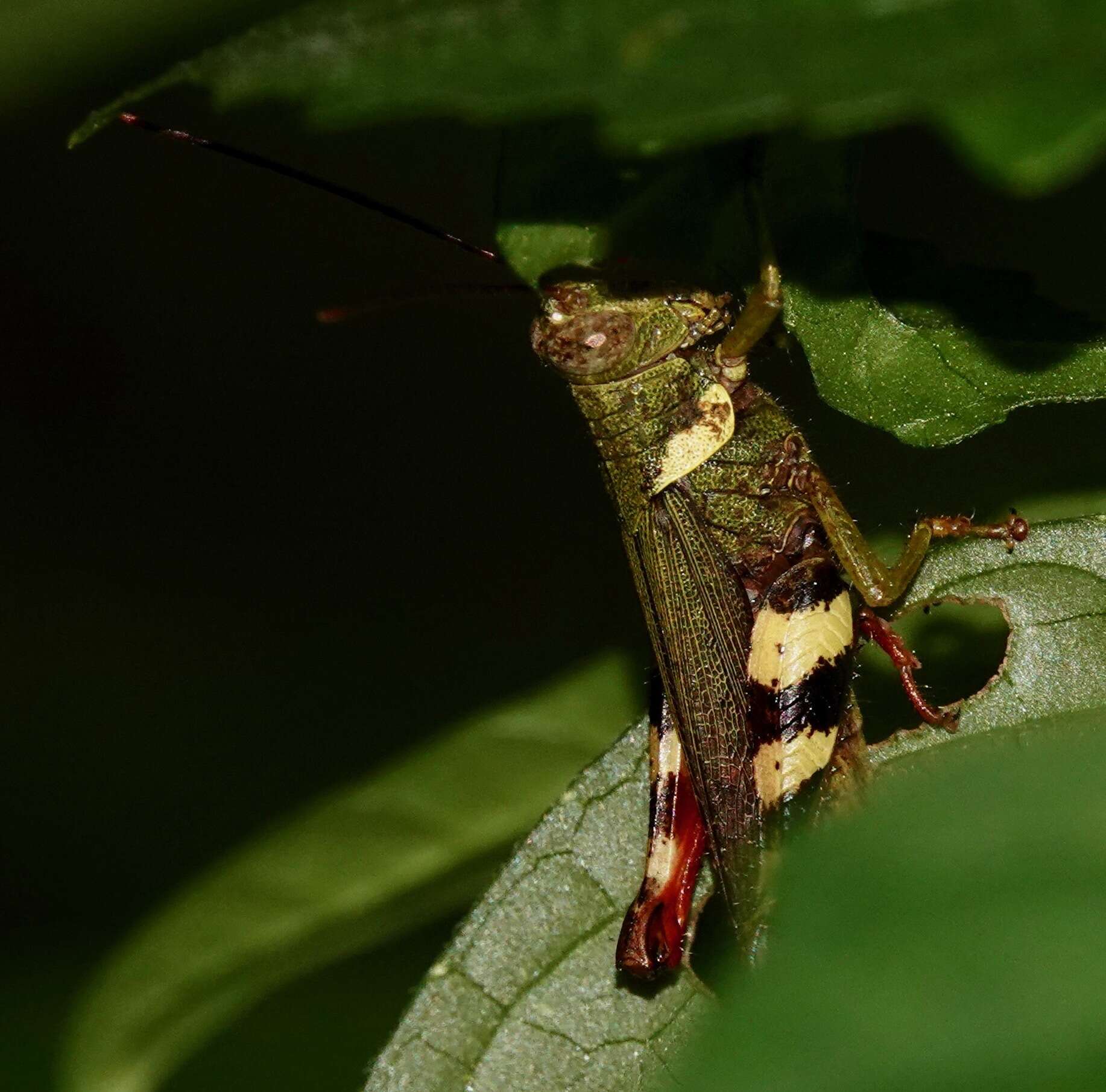 Apalacris varicornis Walker & F. 1870的圖片