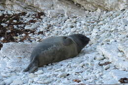 Image of South Atlantic Elephant-seal