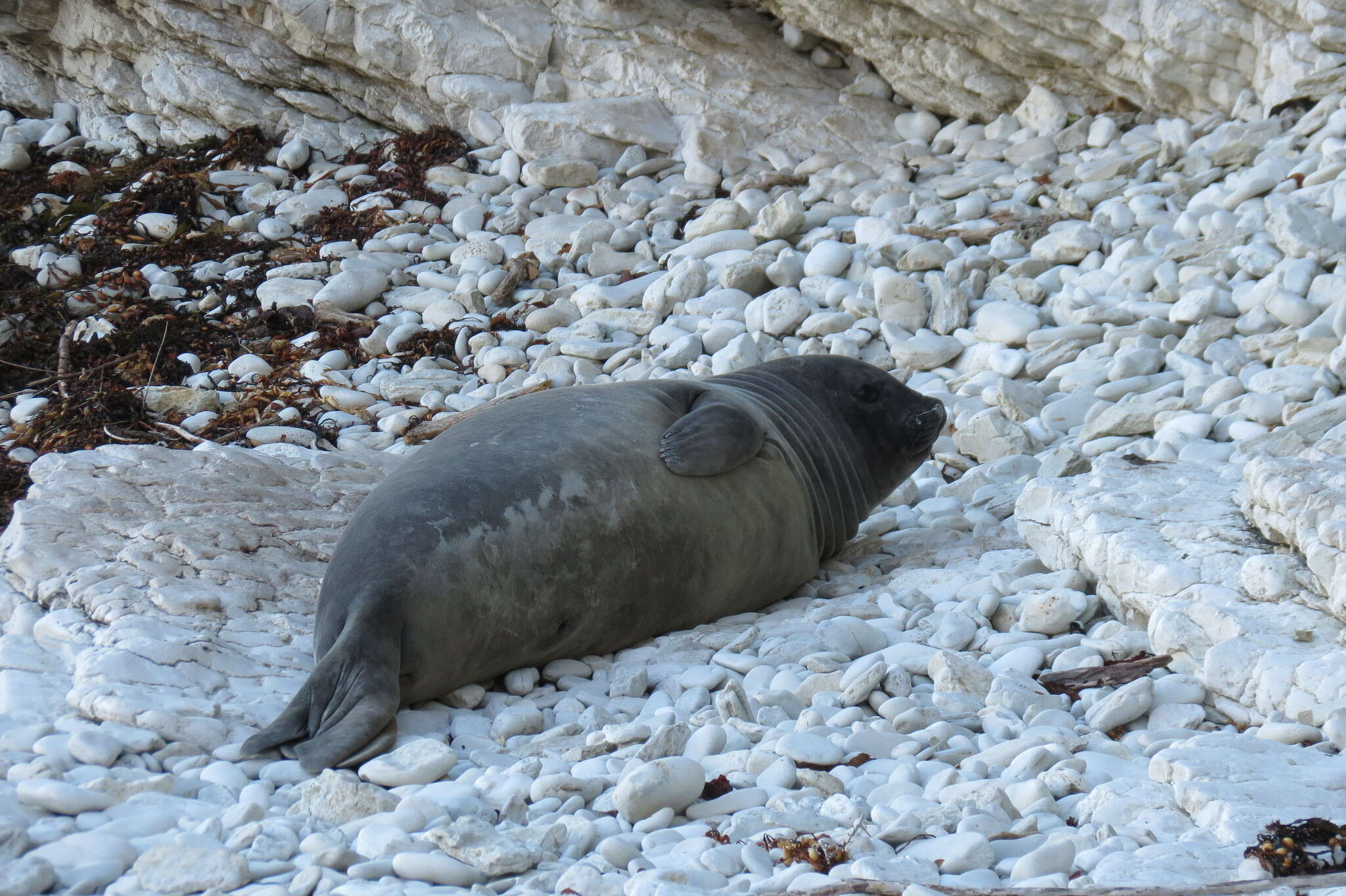 Image of South Atlantic Elephant-seal