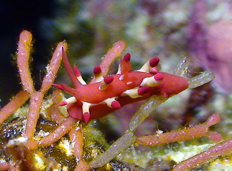 Image of Okenia nakamotoensis (Hamatani 2001)