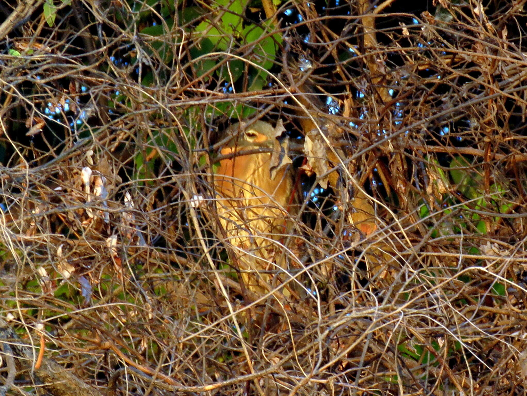 Image of White-backed Night Heron