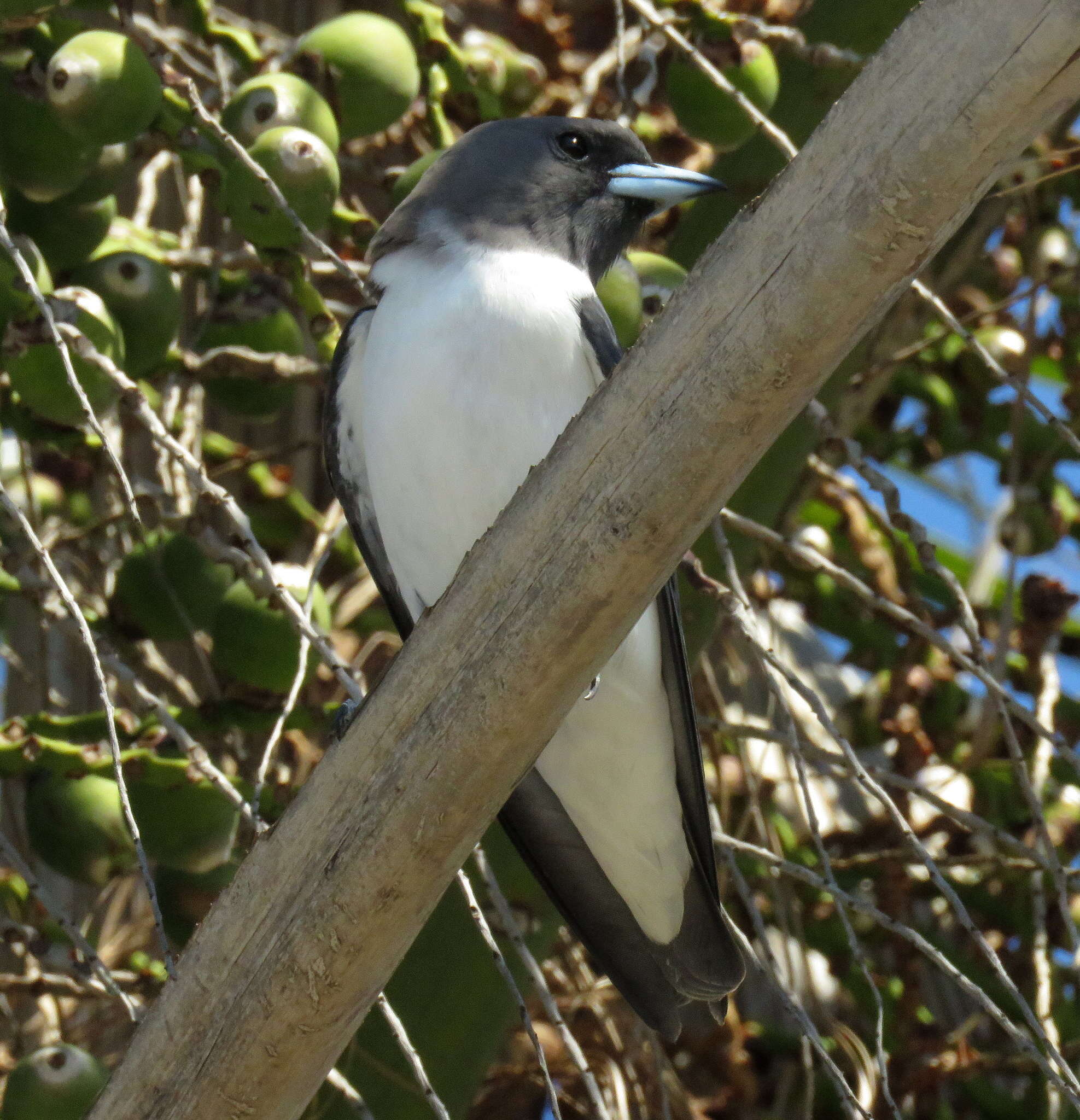 Image of White-breasted Woodswallow