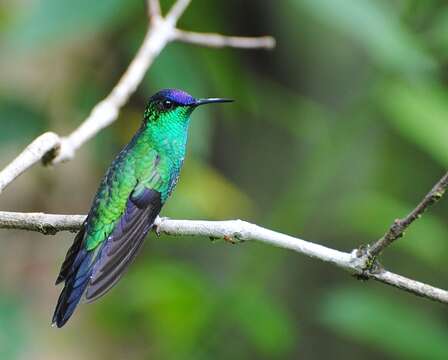 Image of Violet-capped Woodnymph