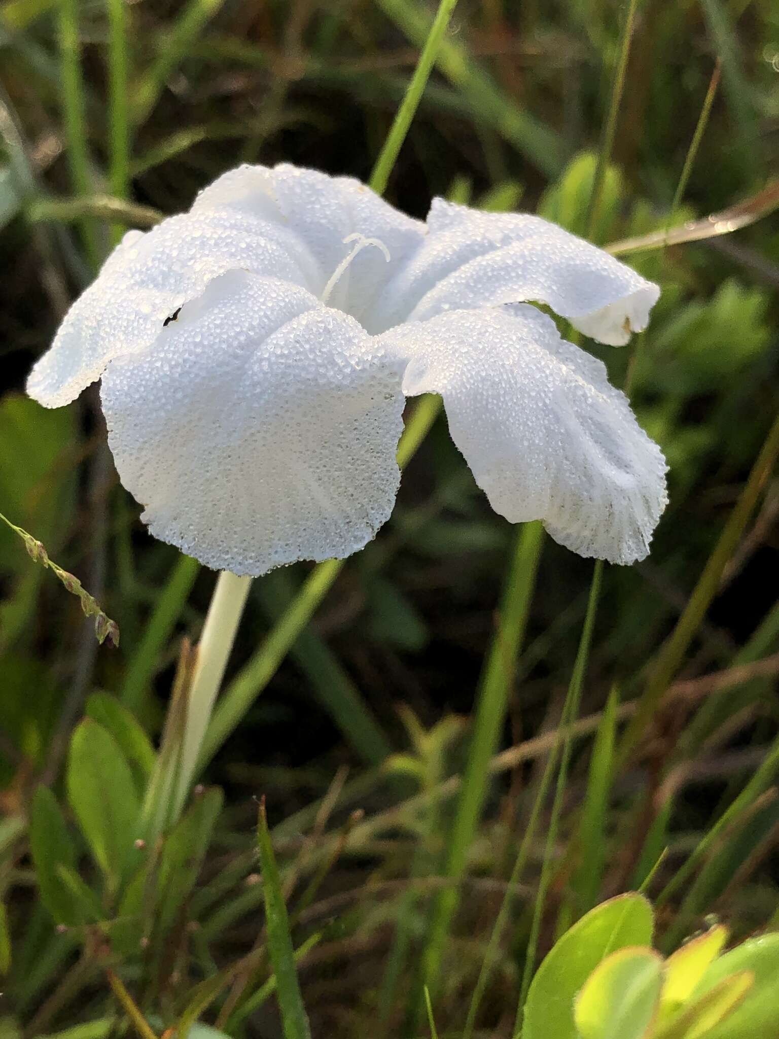 صورة Ruellia noctiflora (Nees) Gray
