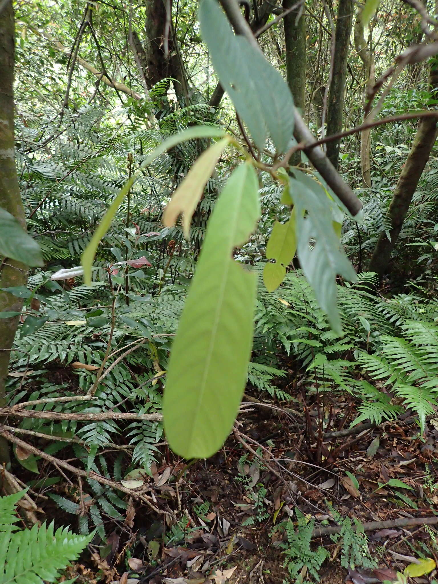 Image of Fissistigma oldhamii (Hemsl.) Merr.