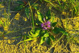 Image of Saussurea tilesii (Ledeb.) Ledeb.