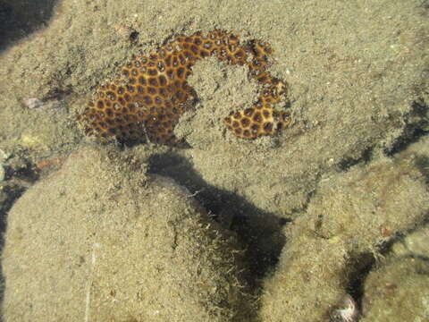 Image of False Pillow Coral