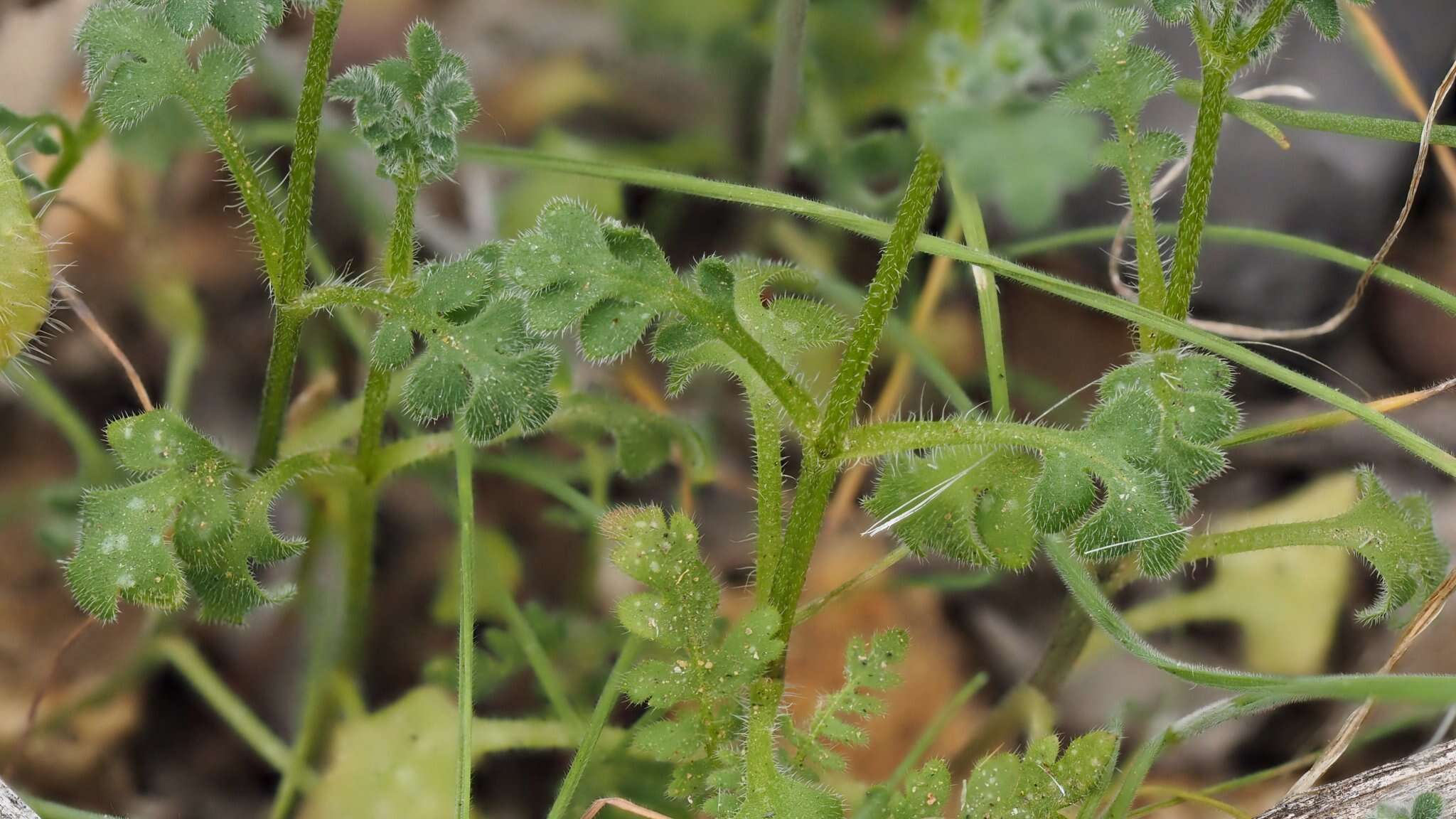 Imagem de Nemophila pedunculata Dougl. ex Benth.