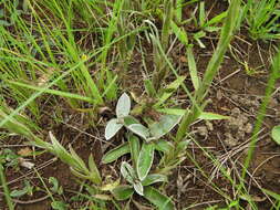 Image de Helichrysum mixtum (Kuntze) O. Hoffm.