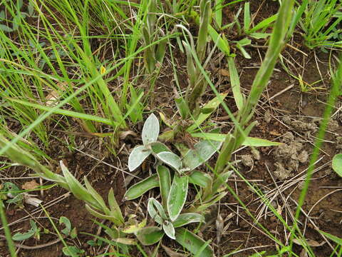 Image de Helichrysum mixtum (Kuntze) O. Hoffm.