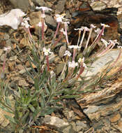 Image of cold-desert phlox