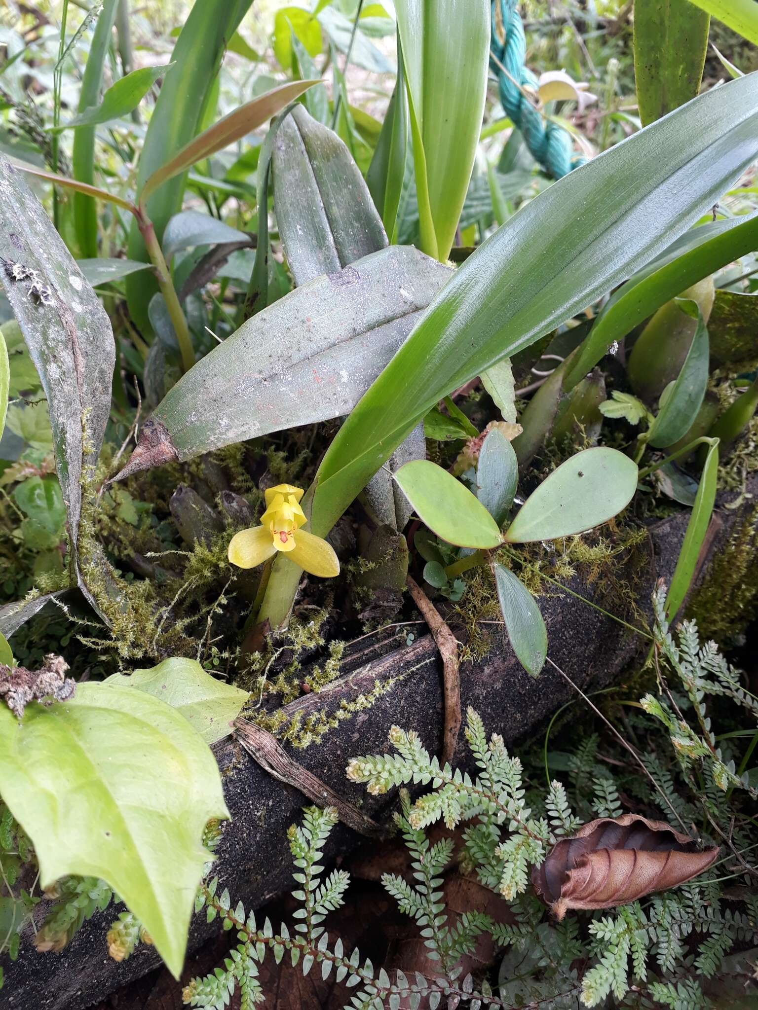 Imagem de Maxillaria aureoglobula Christenson