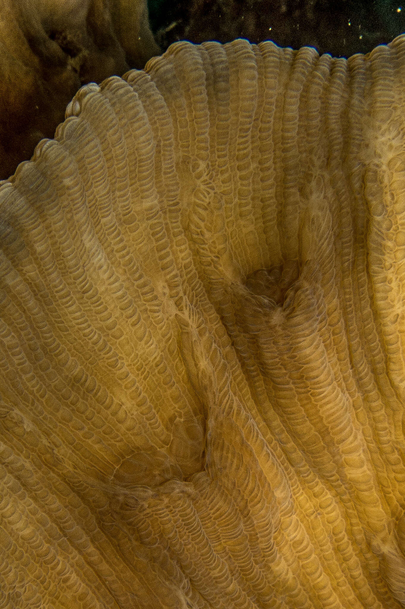 Image of Common lettuce coral