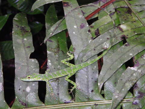 Image of Andes  Anole