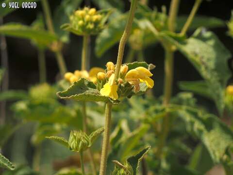 Image of Phlomis viscosa Poir.