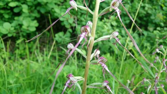 Himantoglossum adriaticum H. Baumann resmi