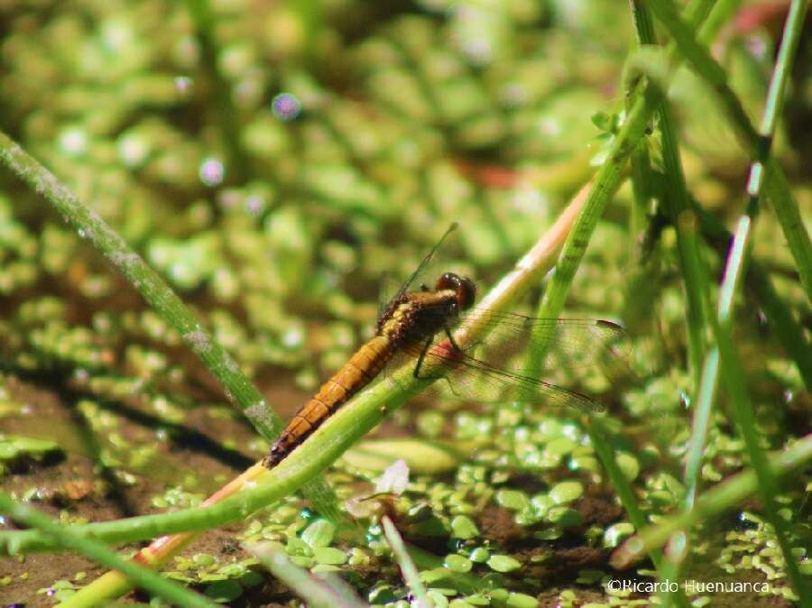 Erythrodiplax connata (Burmeister 1839) resmi