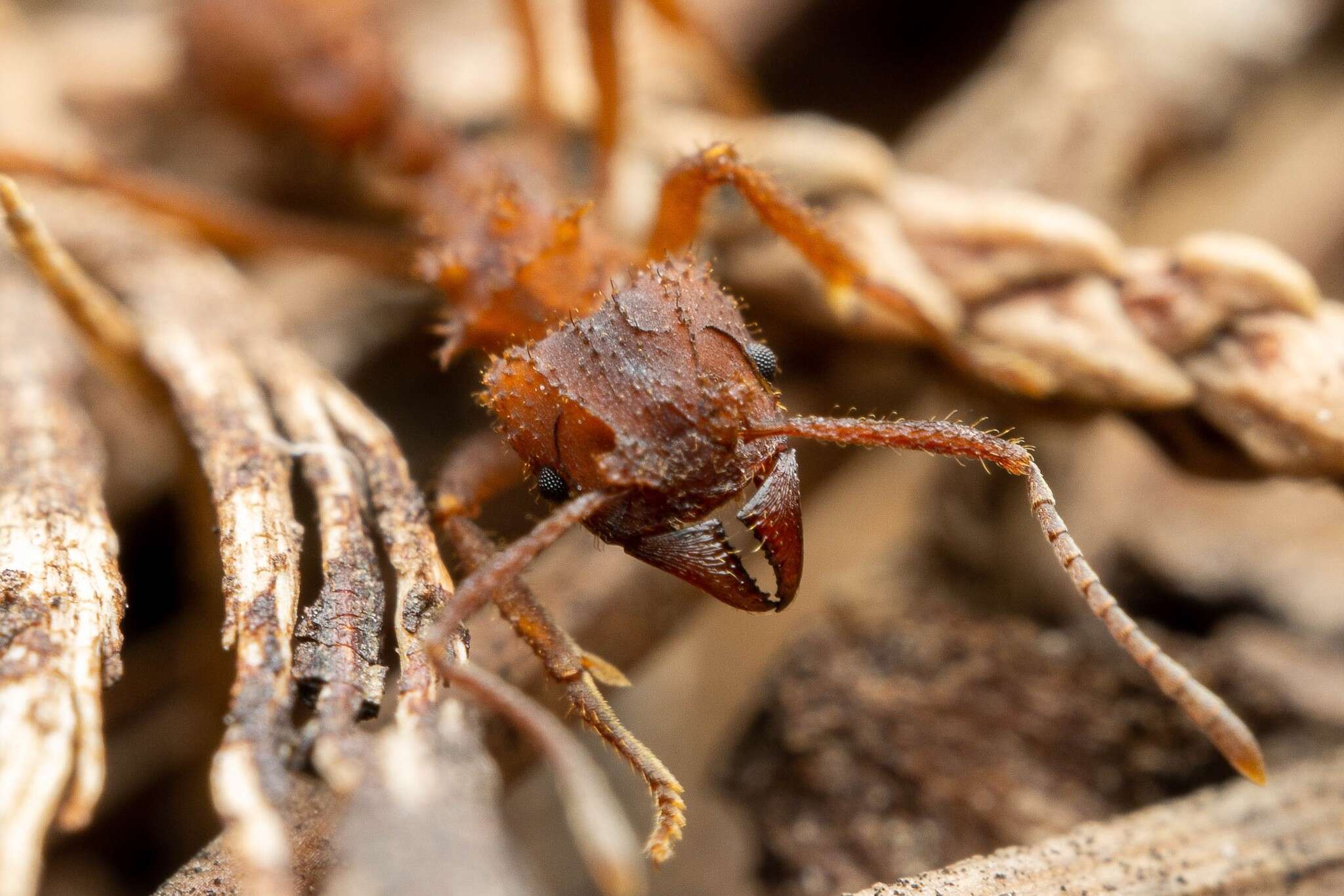 Image of Trachymyrmex arizonensis (Wheeler 1907)