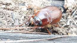 Image of Phyllophaga (Phyllophaga) futilis (Le Conte 1850)