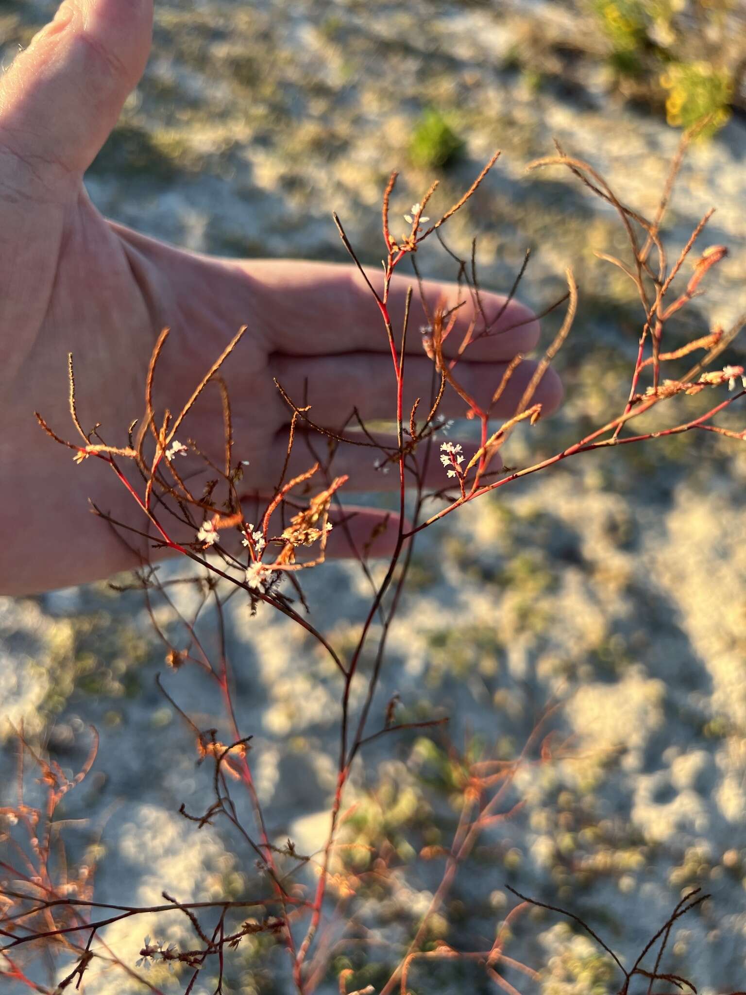 Image of hairy jointweed