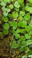 Image of Hydrocotyle microphylla A. Cunn.