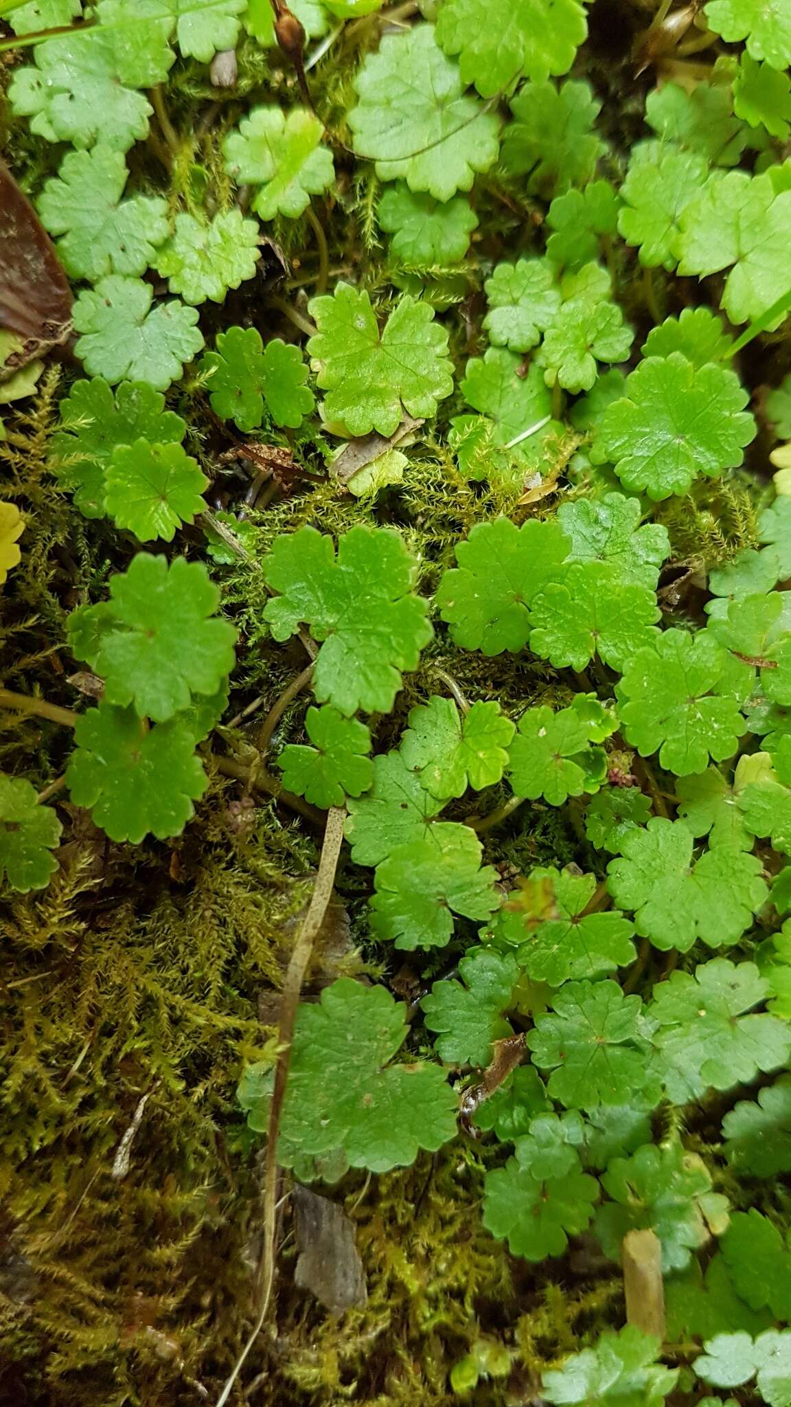 Imagem de Hydrocotyle microphylla A. Cunn.