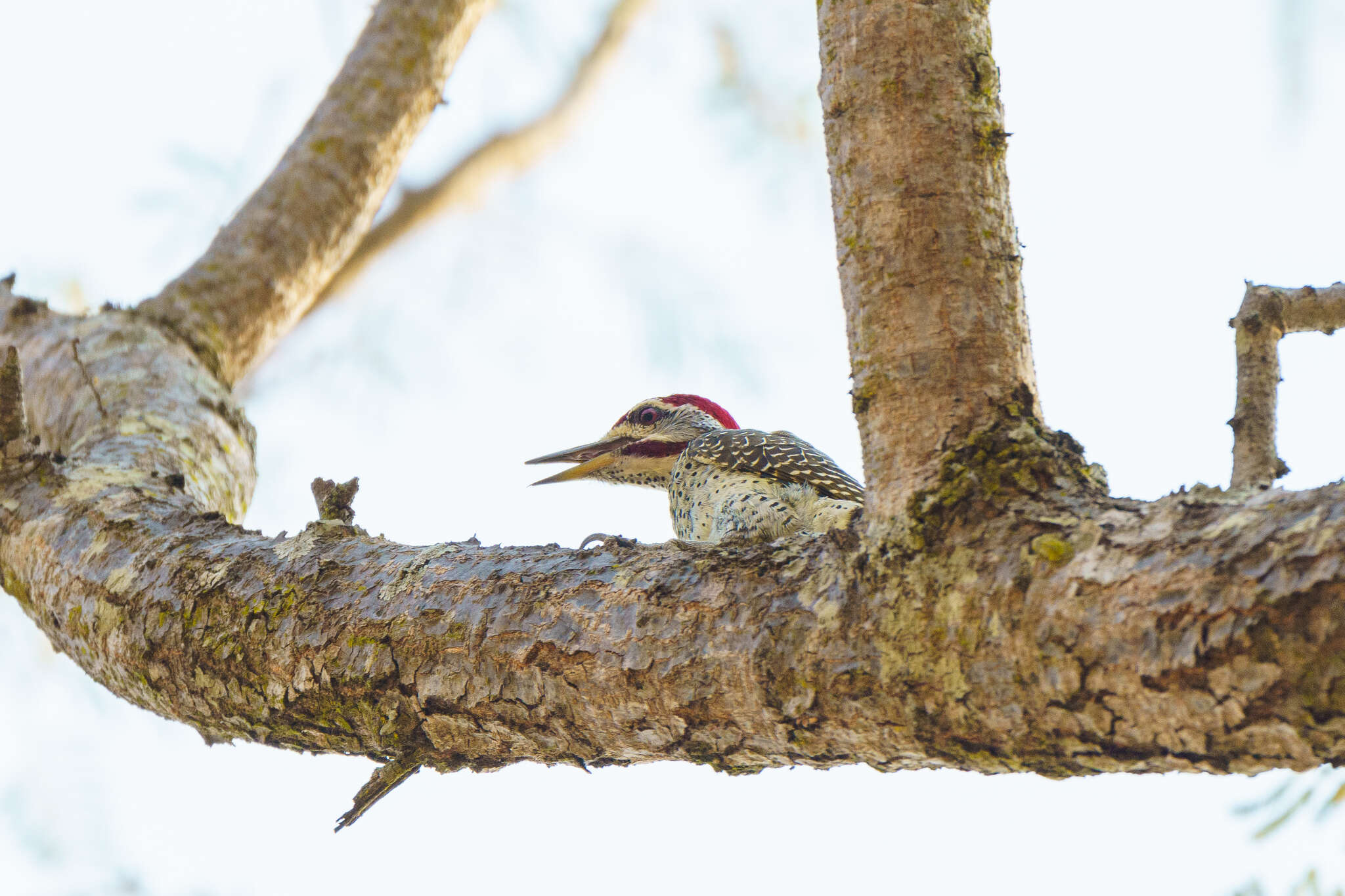 Image of Speckle-throated Woodpecker