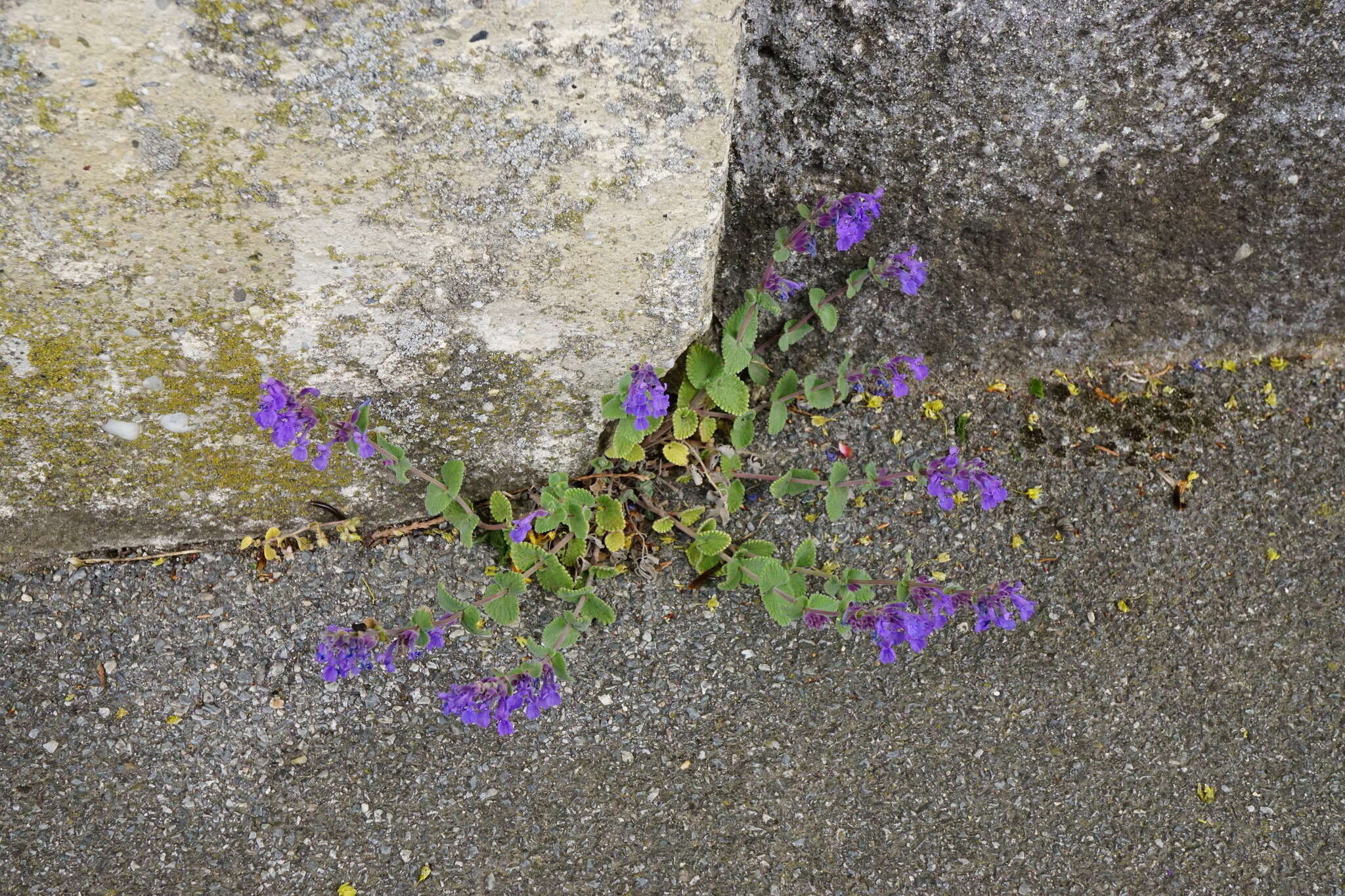 Image of raceme catnip