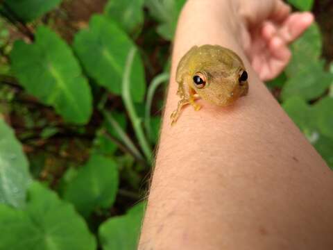 Scinax perereca Pombal, Haddad & Kasahara 1995的圖片