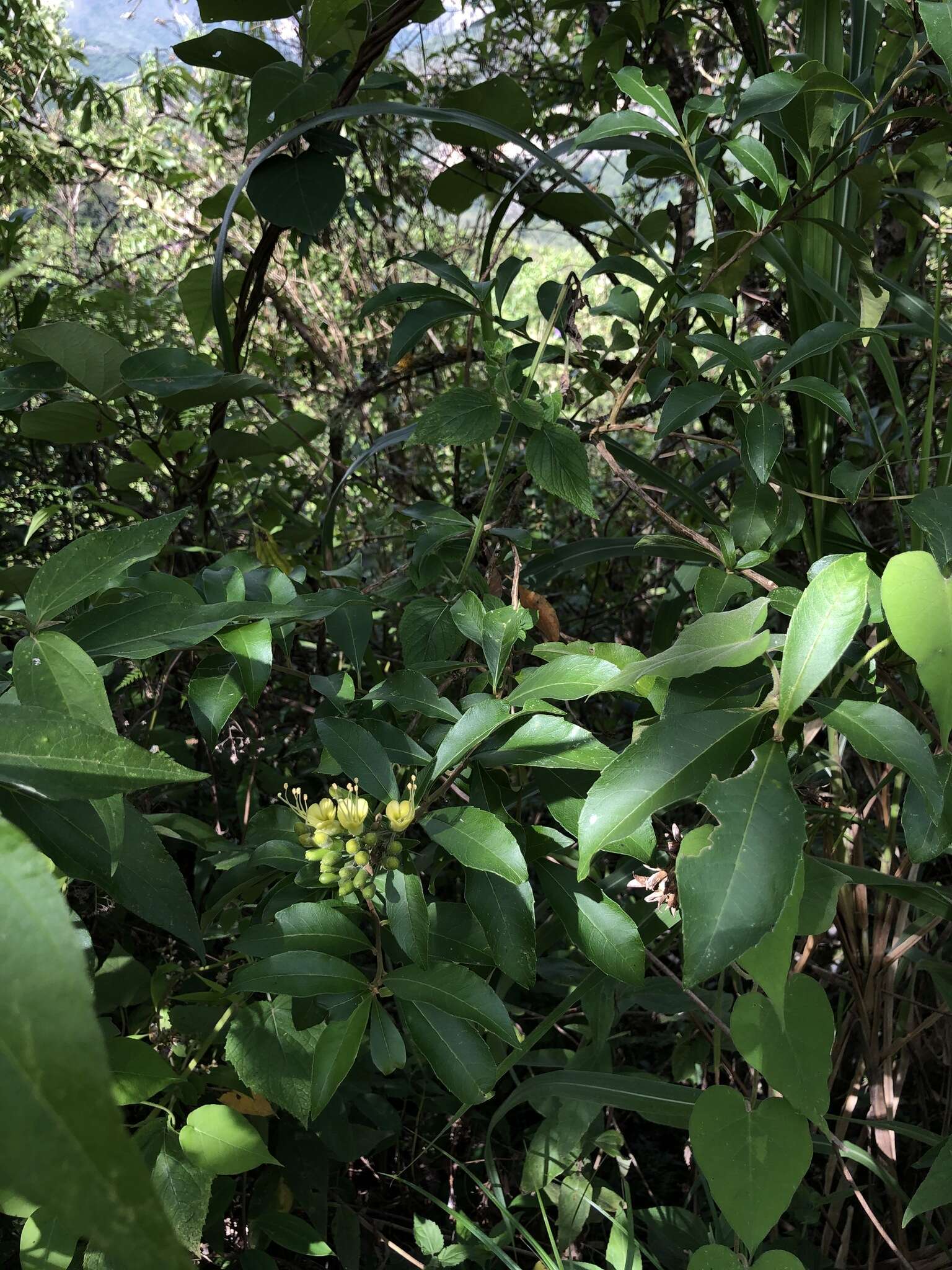 Image of Cantua pyrifolia Juss.