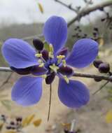 Image of Guaiacum coulteri A. Gray