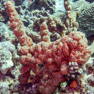 Image of brown tube sponge