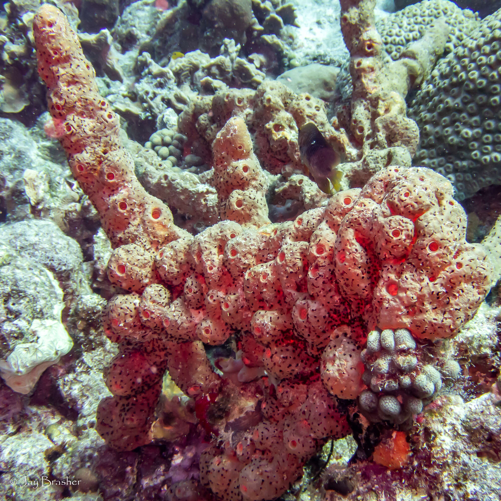 Image of brown tube sponge