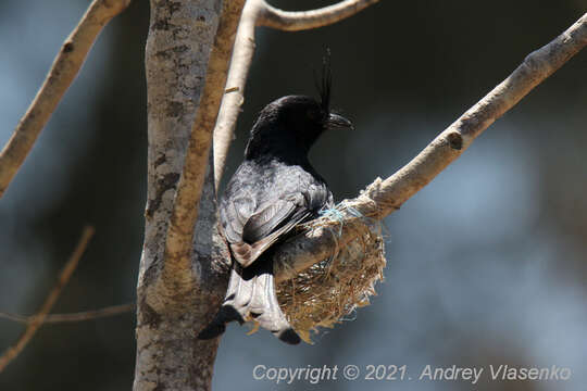 صورة Dicrurus forficatus forficatus (Linnaeus 1766)