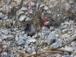 Plancia ëd Linaria saturejoides Boiss.