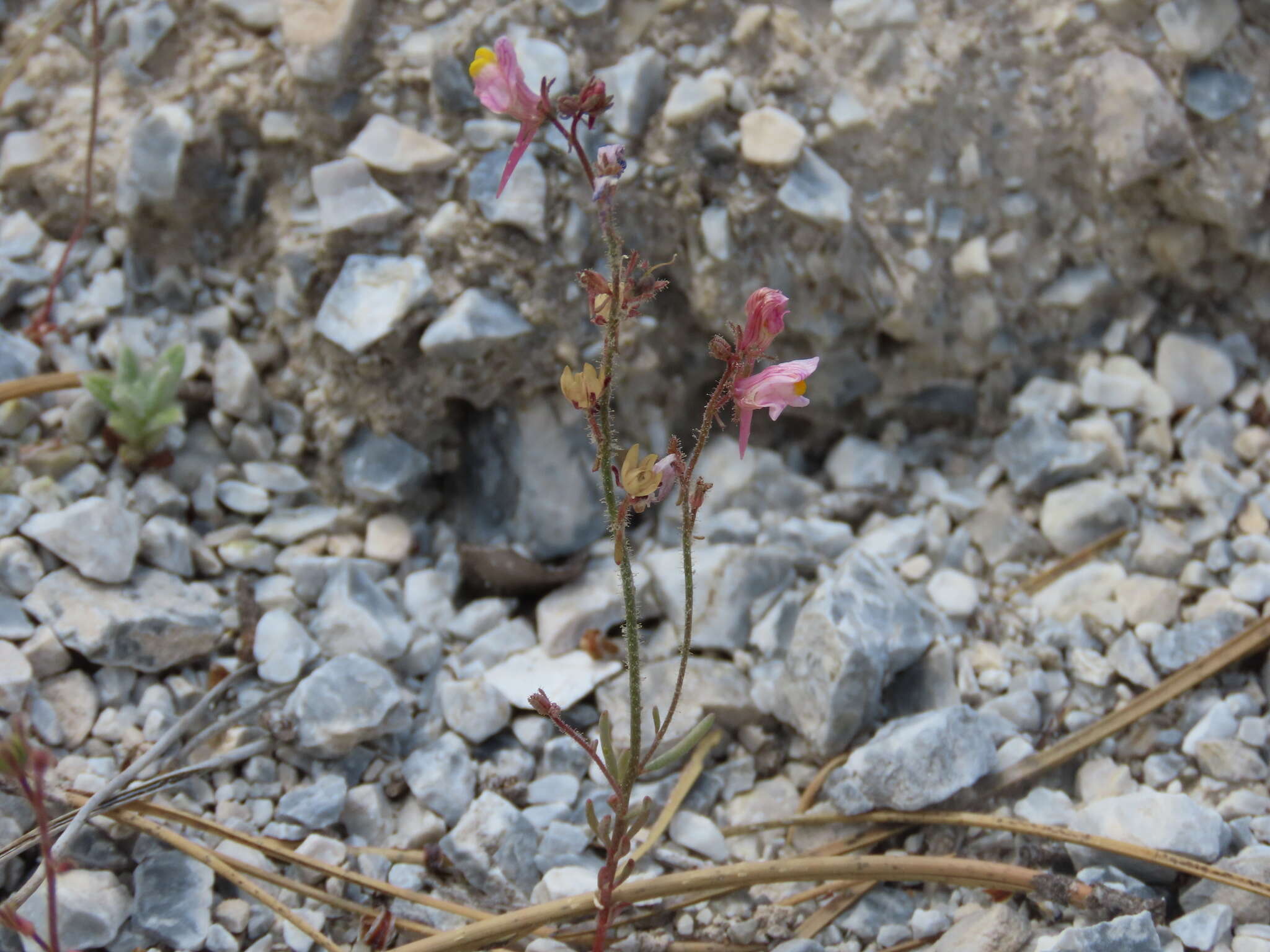 Plancia ëd Linaria saturejoides Boiss.