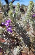 صورة Eremophila jucunda Chinnock