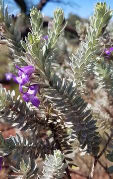 Слика од Eremophila jucunda Chinnock