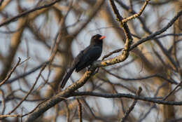 Image of Black-fronted Nunbird