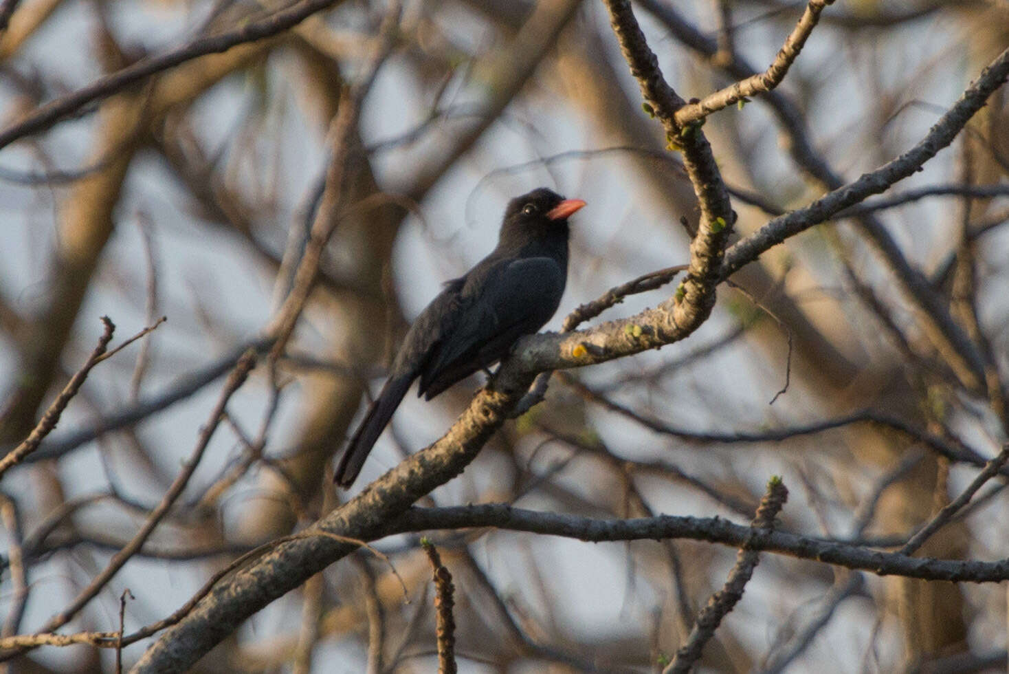 Image of Black-fronted Nunbird