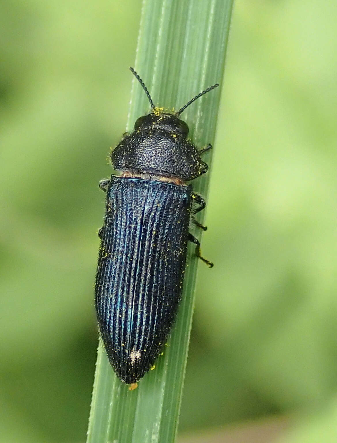 Image of Acmaeodera quadrifasciata prunneri Spinola 1838