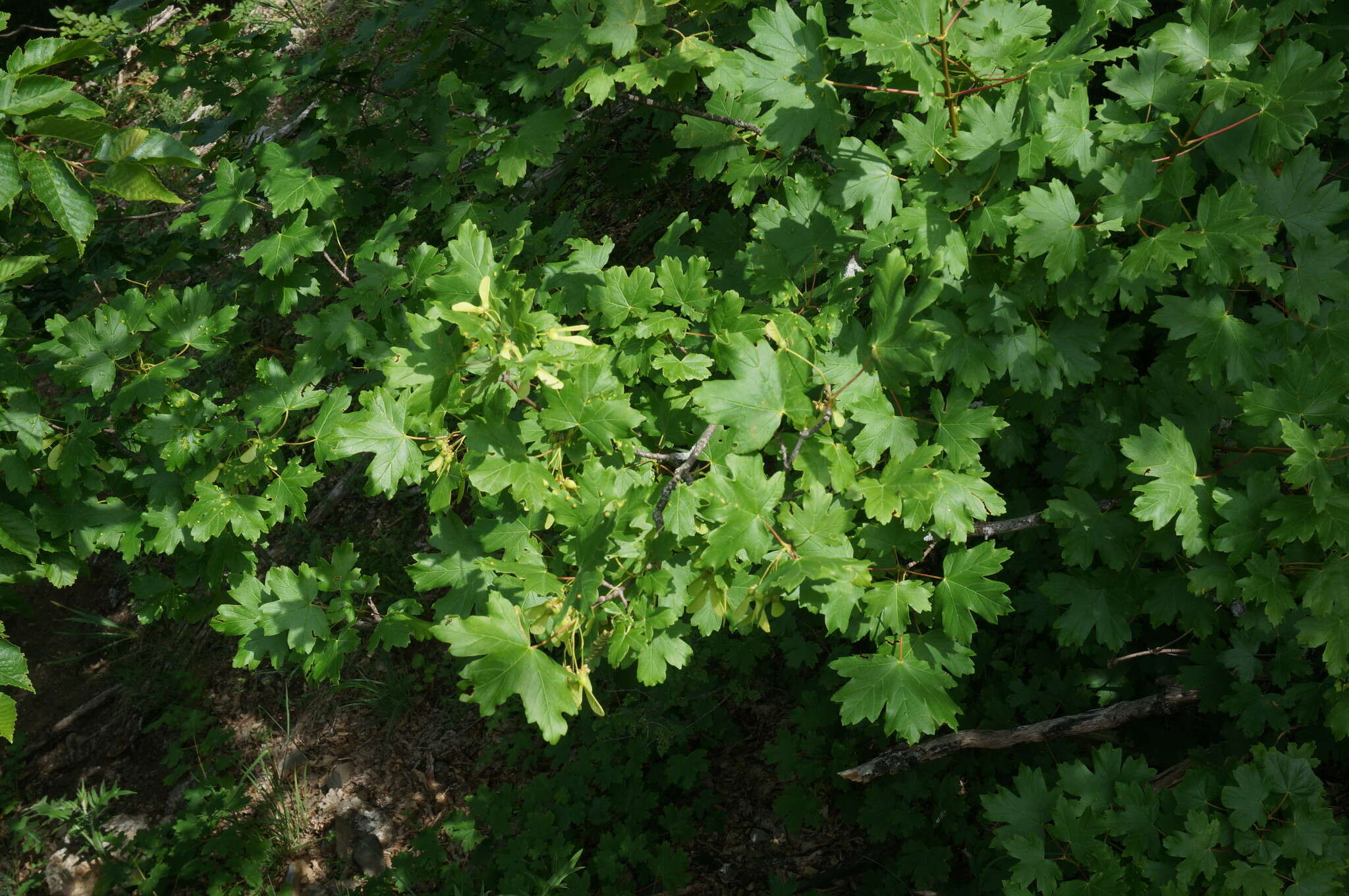 Acer hyrcanum subsp. stevenii (Pojark.) E. Murray resmi