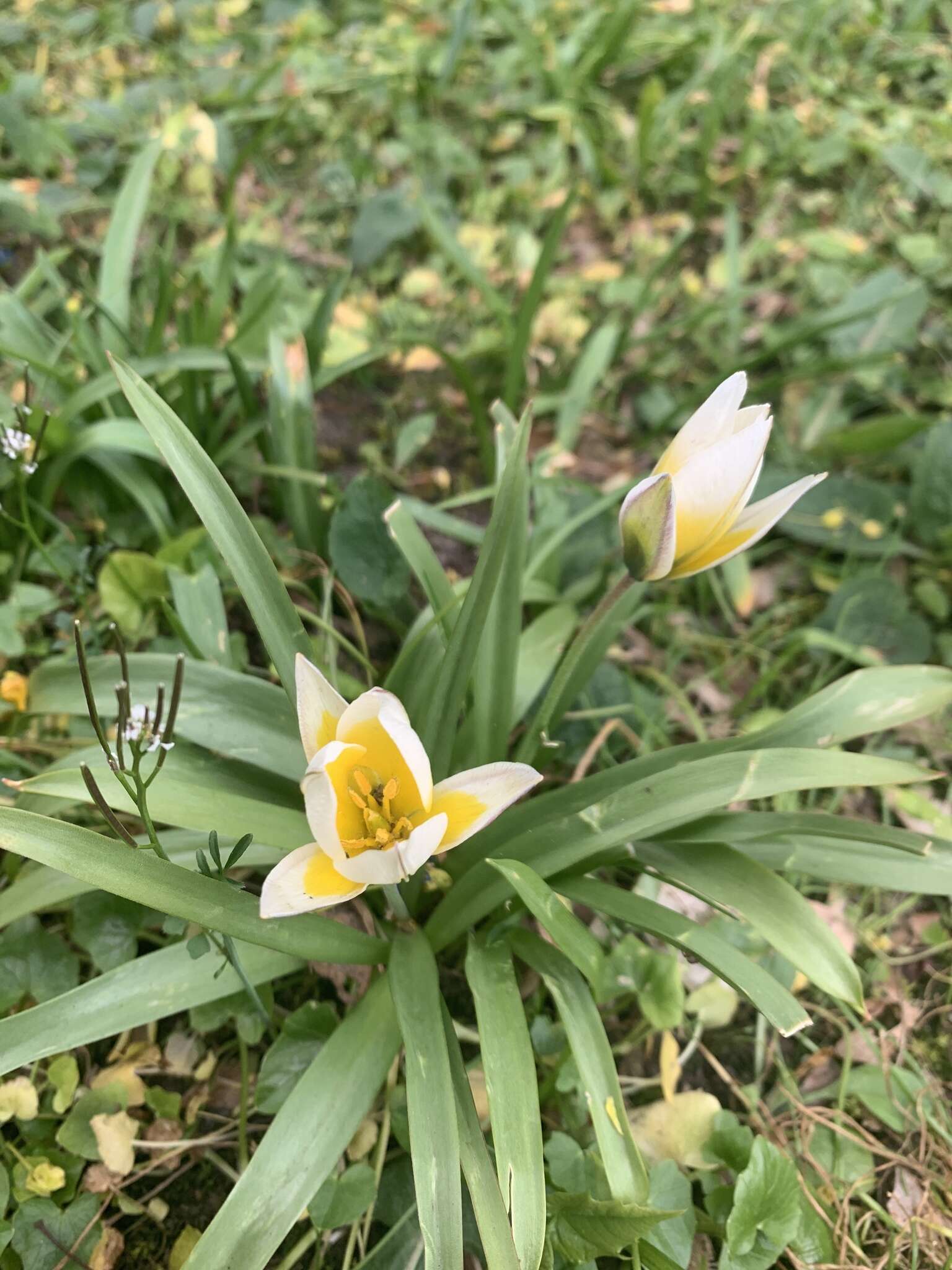 Image of Tulipa urumiensis Stapf